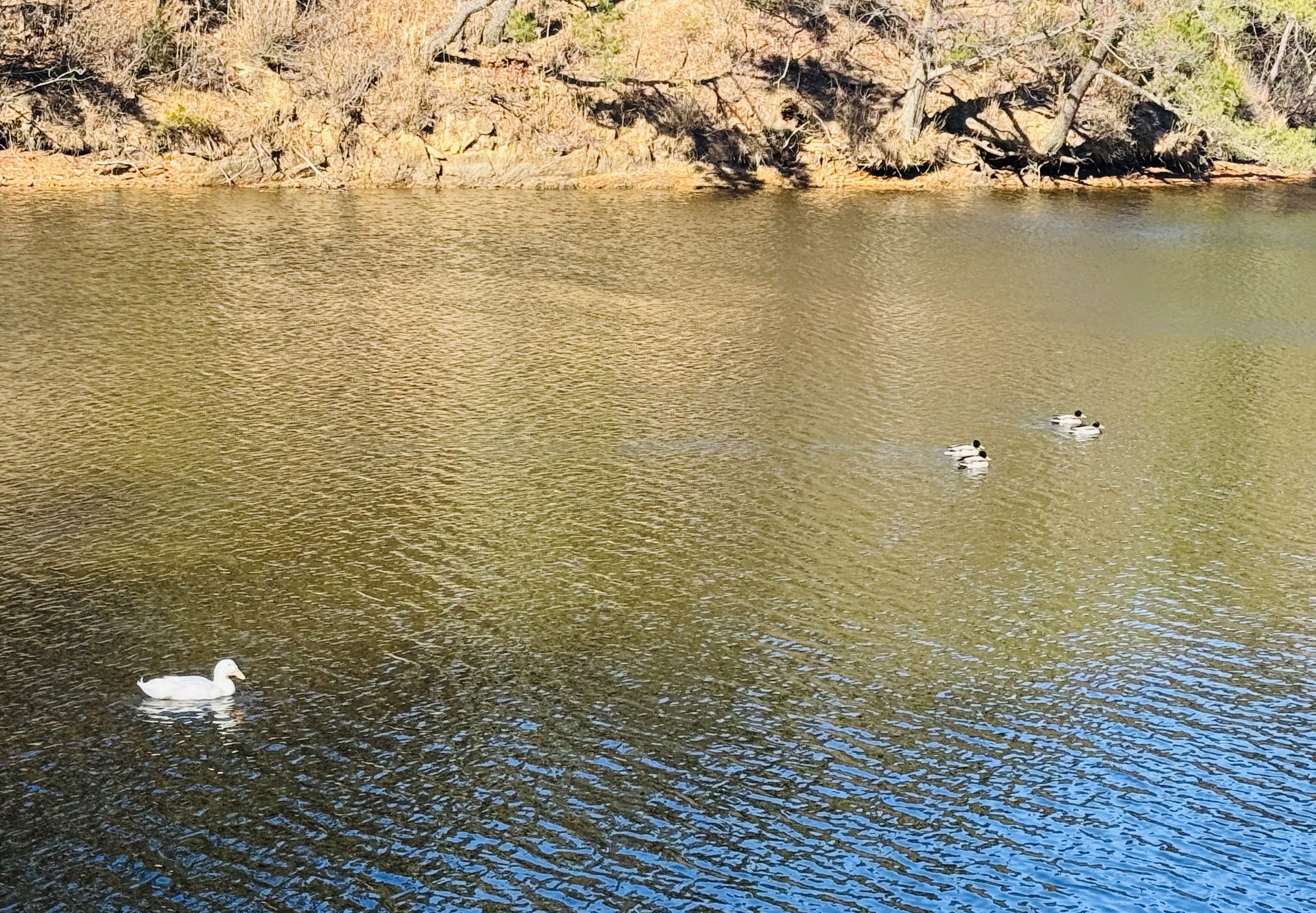 빛나는 오리와 둥 친구들🦆🐤