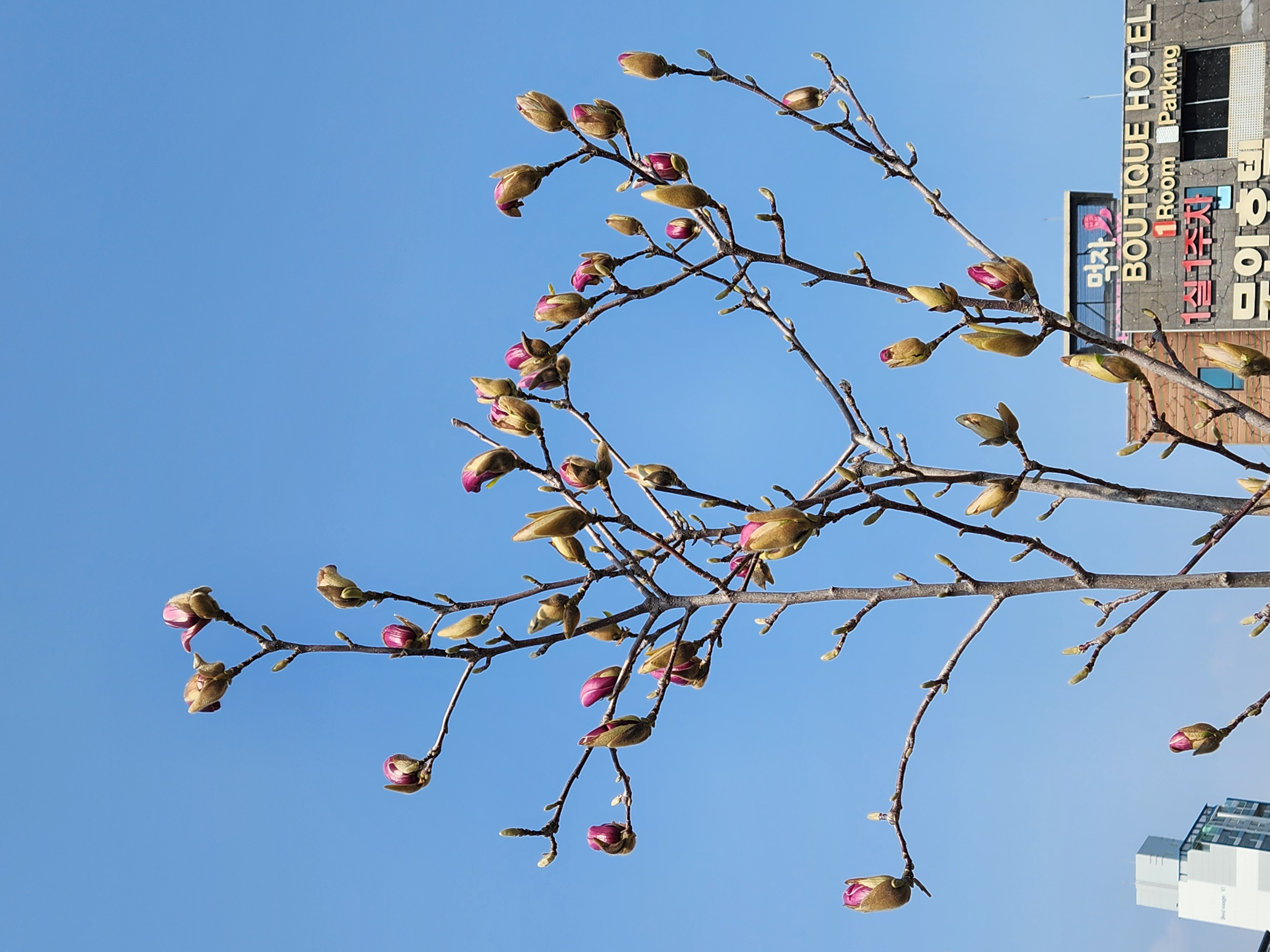 옥련꽃이  만개하려고 합니다