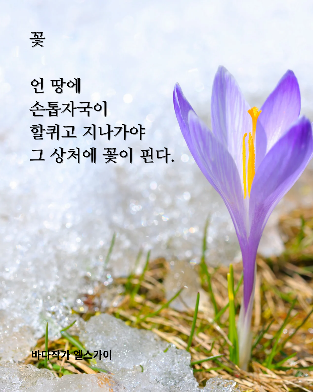 듣는 CCM[제목:꽃]