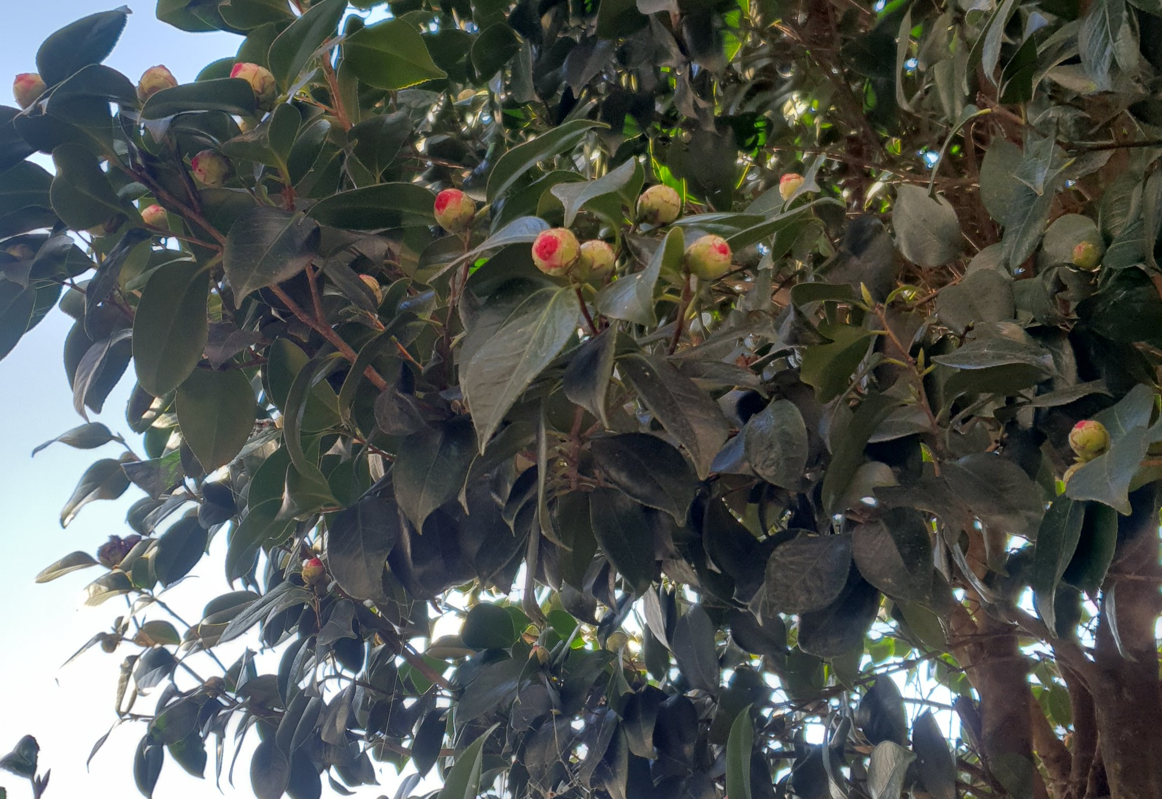 꽃이 봄을 알리는군요