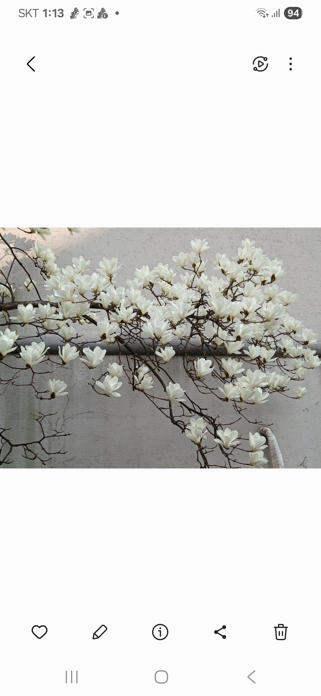 하~얀 목련이~!!!!!!!!