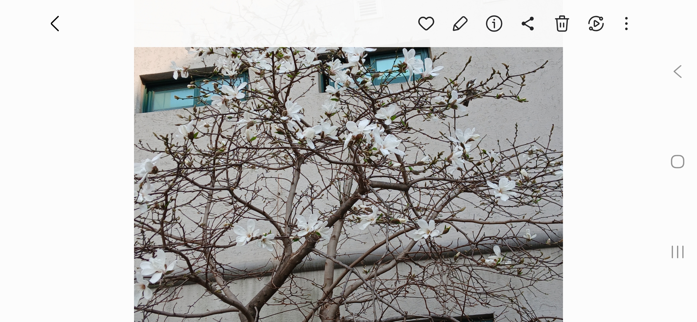 하얀 목련이 피이~~~~~인다🎵🎶