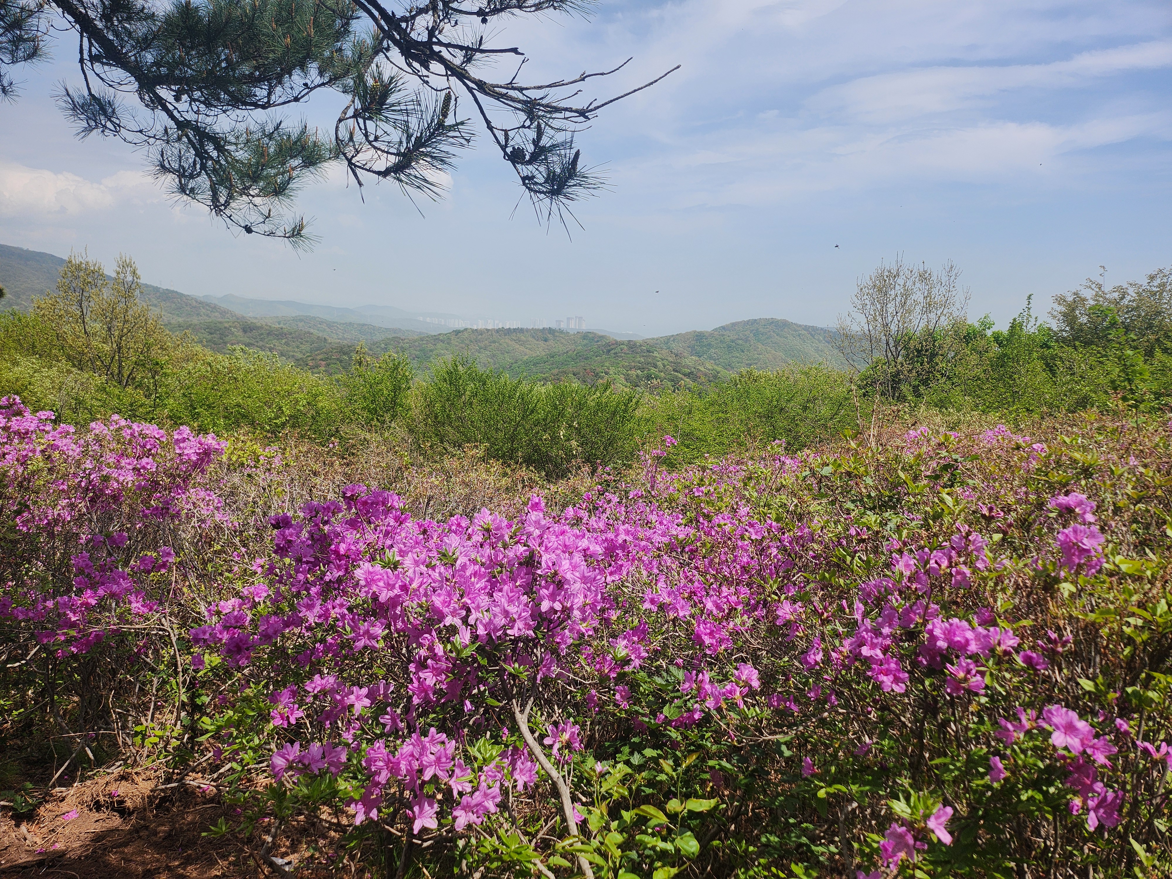 진달래 꽃~!!!!!!!