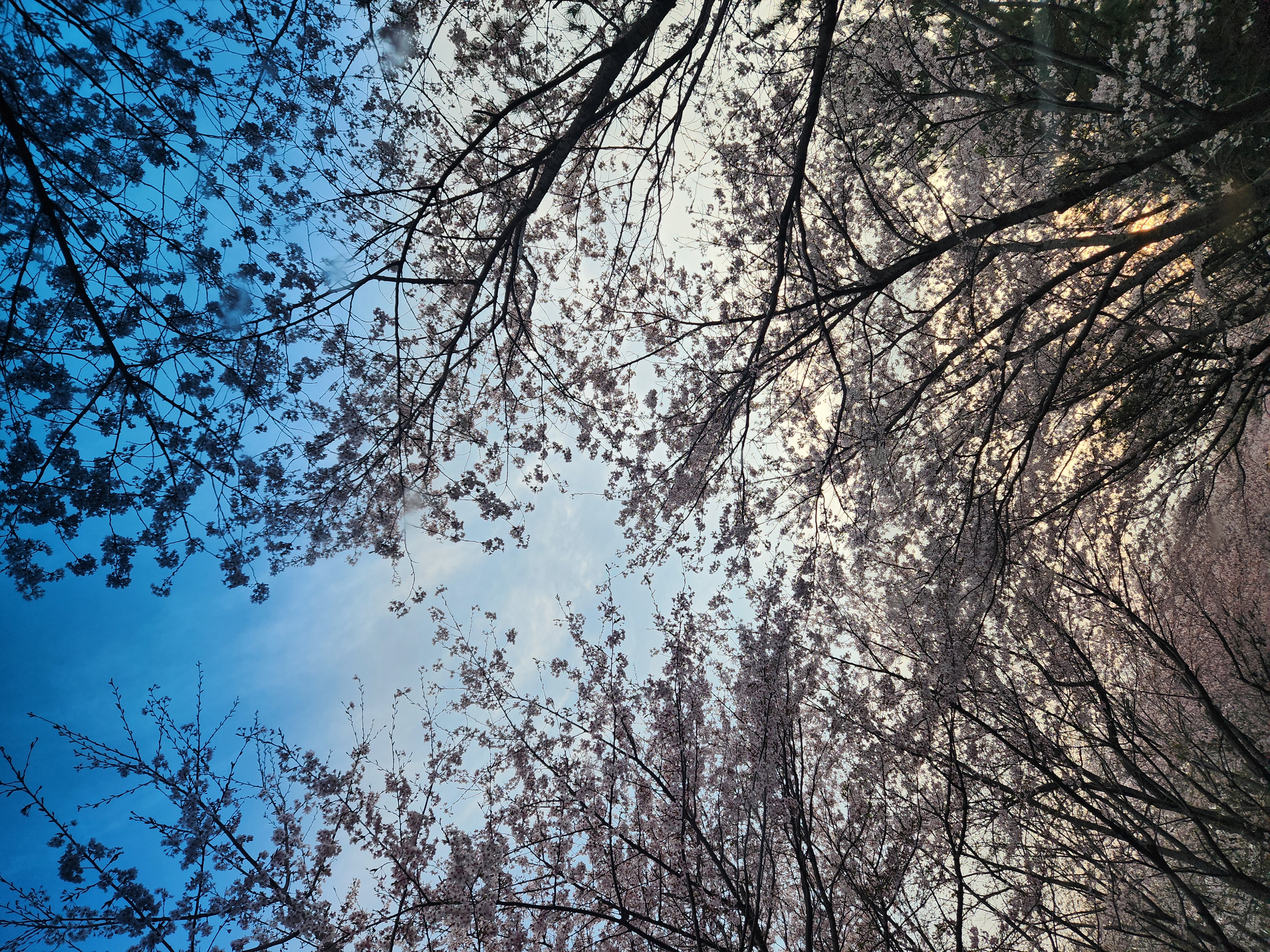전망대. 올라 가는 길 벚꽃